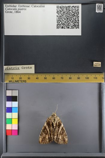 Media type: image;   Entomology 640310